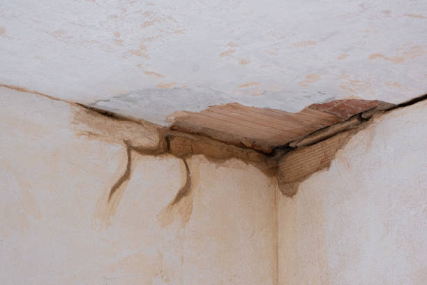 Best Professional water damage repair  in Firestone, CO