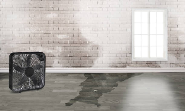 Best Water damage cleanup near me  in Firestone, CO