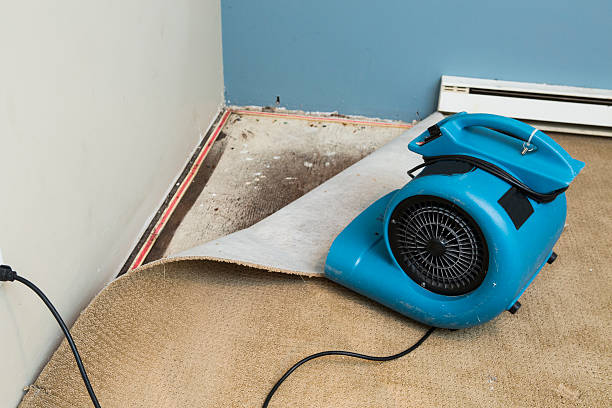 Best Basement water damage restoration  in Firestone, CO